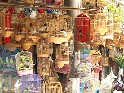 Cần[-]tránh[-]việc[-]bắt[-]chúng[-]sanh[-]để[-]nuôi[-]nhằm[-]mục[-]đích[-]giải[-]trí,[-]phong[-]thủy[-]cho[-]con[-]người,[-]vì[-]làm[-]thế[-]gây[-]mất[-]tự[-]do[-]của[-]những[-]con[-]vật[-]này[-](ảnh[-]minh[-]họa)